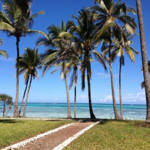 zanzibar, sea, palms-253862.jpg