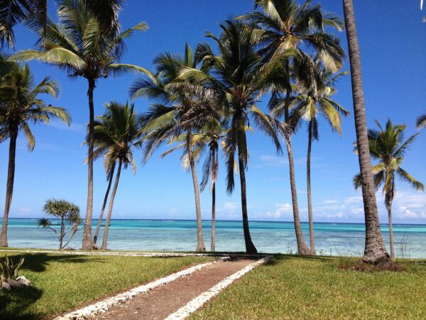 zanzibar, sea, palms-253862.jpg